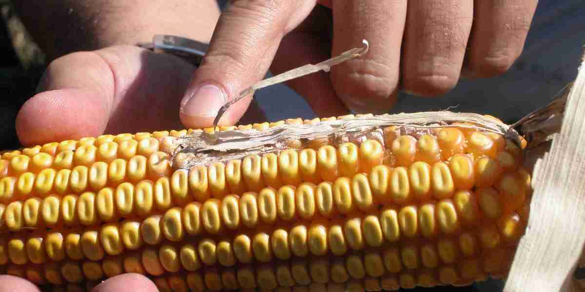 Understanding the Insights and Requirements to Setup Aflatoxin Manufacturing Plant Project