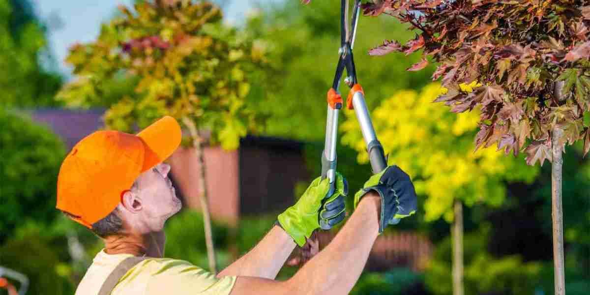 Low-Cost Tree trimming: Save Money While Maintaining Healthy Trees